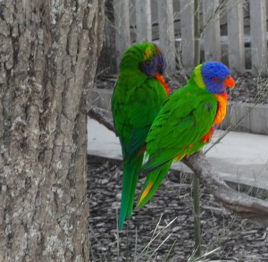 loris arc en ciel parc oiseaux