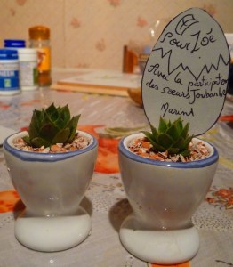 joubarbes coquetiers