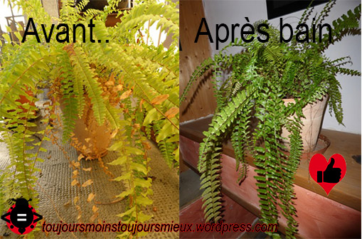 avant après bain plante