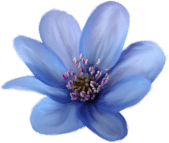 fleur.png