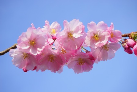 japanese-cherry-trees-324186_960_720.jpg