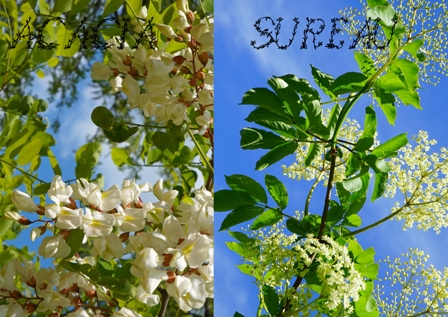 acacia sureau.jpg