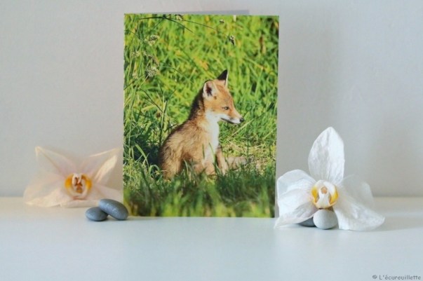 1060055-carte-de-voeux-double-renard-broceliande-papillon-fleur-1