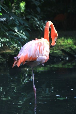 flament rose une patte Pixabay