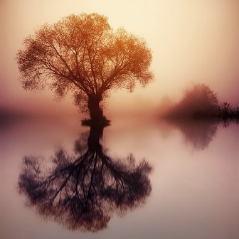 arbre et reflet