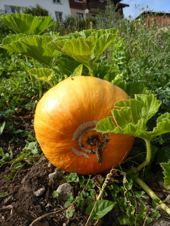 3eme courge du même plant Botanique Bio