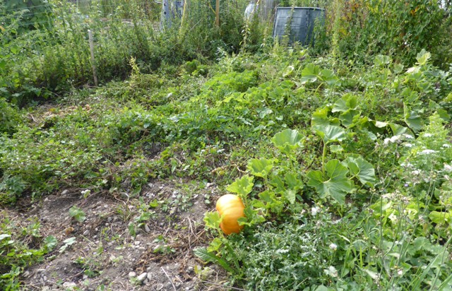 potager avec mauvaise herbe mais bon rendement