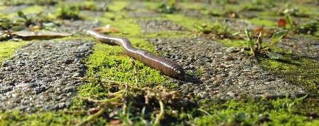 vers de terre Pixabay.jpg