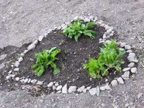 Blettes qui ont survécu à l'hiver entourées de cailloux
