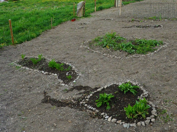 début de potager par îlots blettes carottes, oignons, courges.JPG