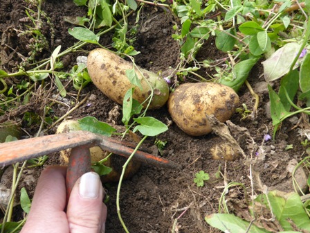 gratter légerement le sol pour sortir les pommes de terre