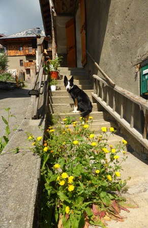 fleurs sauvages maison.JPG