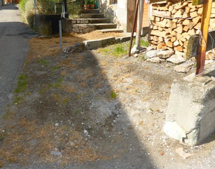 présumé round-up sur herbe après un mois.JPG