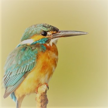 kingfisher-1850226_960_720.jpg