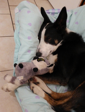 chien dodo couffin maison - Copie.JPG