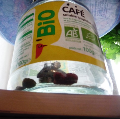 piège à souris qui a fonctionné