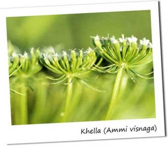 ammi_visnaga vert Crédit photo dorsetdeja.com.jpg