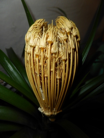 khella cure-dent naturel.JPG