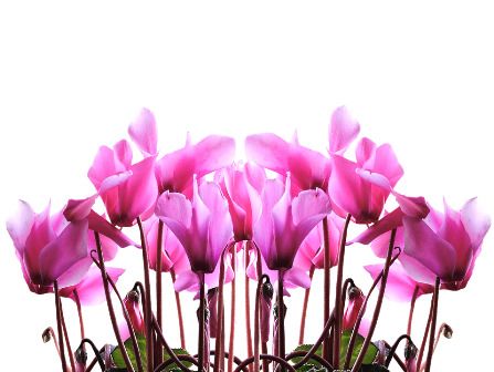 cyclamen-2627326_960_720.png