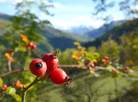 UNE-baie de l'églantier.JPG