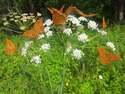 papillons tabac d'espagne