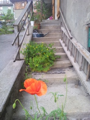 coquelicot dans l'escalier